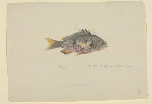 Lutjanus rufolineatus Valenciennes, 1830 - Mungo Park 10