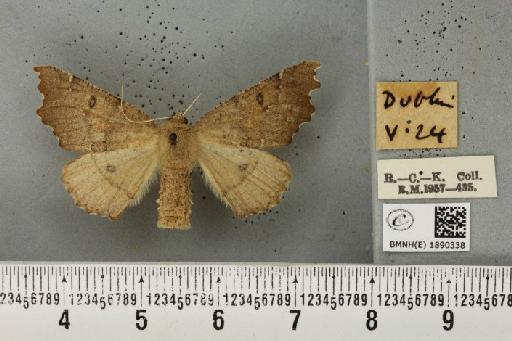 Odontopera bidentata (Clerck, 1759) - BMNHE_1890338_452426