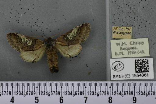 Diloba caeruleocephala (Linnaeus, 1758) - BMNHE_1554861_259107