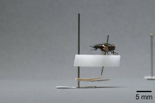 Sarcophaga (Myorhina) nigriventris Meigen, 1826 - 015092345_lateral