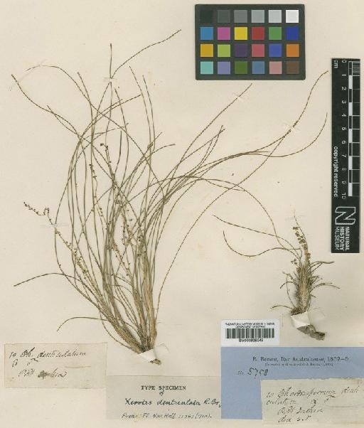 Lomandra filiformis subsp. filiformis (Thunb.) Britten - BM000939345