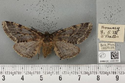 Lycia hirtaria ab. fumaria Haworth, 1809 - BMNHE_1889382_457504