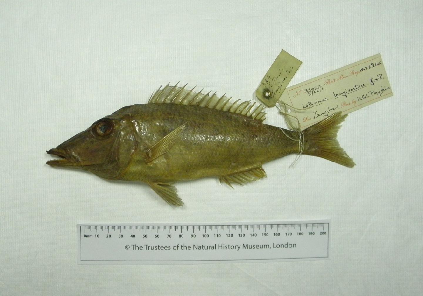 To NHMUK collection (Lethrinus longirostris Playfair in Playfair & Günther, 1867; PARATYPE; NHMUK:ecatalogue:3100452)