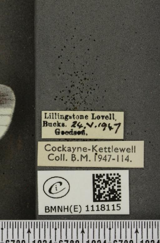 Leptidea sinapis sinapis Linnaeus, 1758 - BMNHE_1118115_label_73291