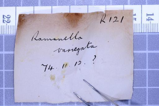 Uperodon variegatus - 1947.2.11.50-pic5