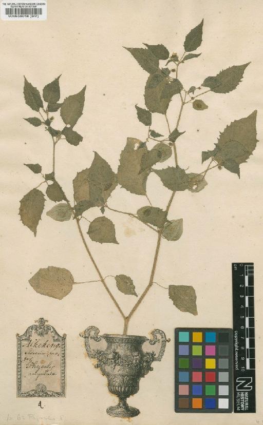 Physalis angulata L. - BM000558048