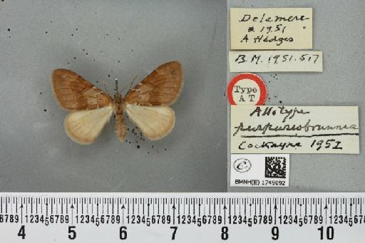 Pennithera firmata ab. purpureobrunnea Cockayne, 1952 - BMNHE_1749092_331427