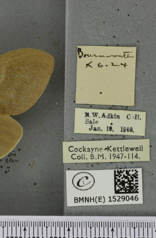 Macrothylacia rubi ab. cervina-approximata Tutt, 1902 - BMNHE_1529046_label_196575