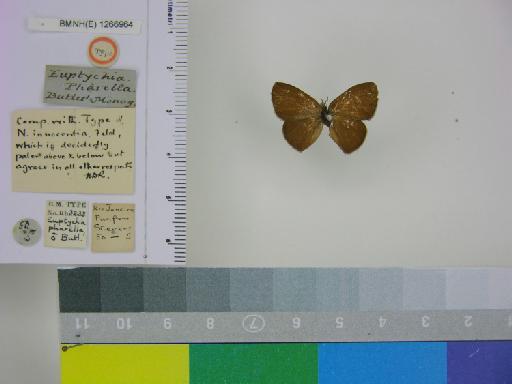 Euptychia pharella Butler, 1867 - BMNH(E)_ 1266964_Pharneuptychia_(Euptychia)_innocentia_pharella_Butler_T_male_ (1)