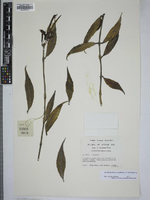 Aeschynanthus parviflorus (D.Don) Spreng. - 000883890