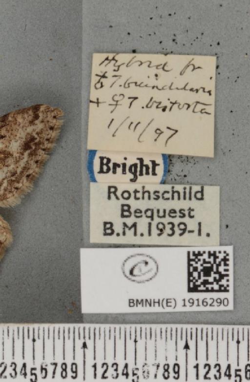 Ectropis crepuscularia (Denis & Schiffermüller, 1775) - BMNHE_1916290_label_483008