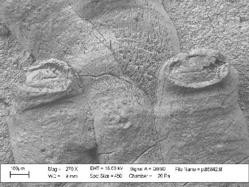 Hederella thedfordensis Bassler, 1939 - PI D 30066 – Hederella thedfordensis