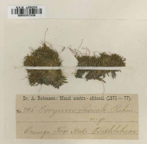 Bryum turbinatum (Hedw.) Turner - BM000870928