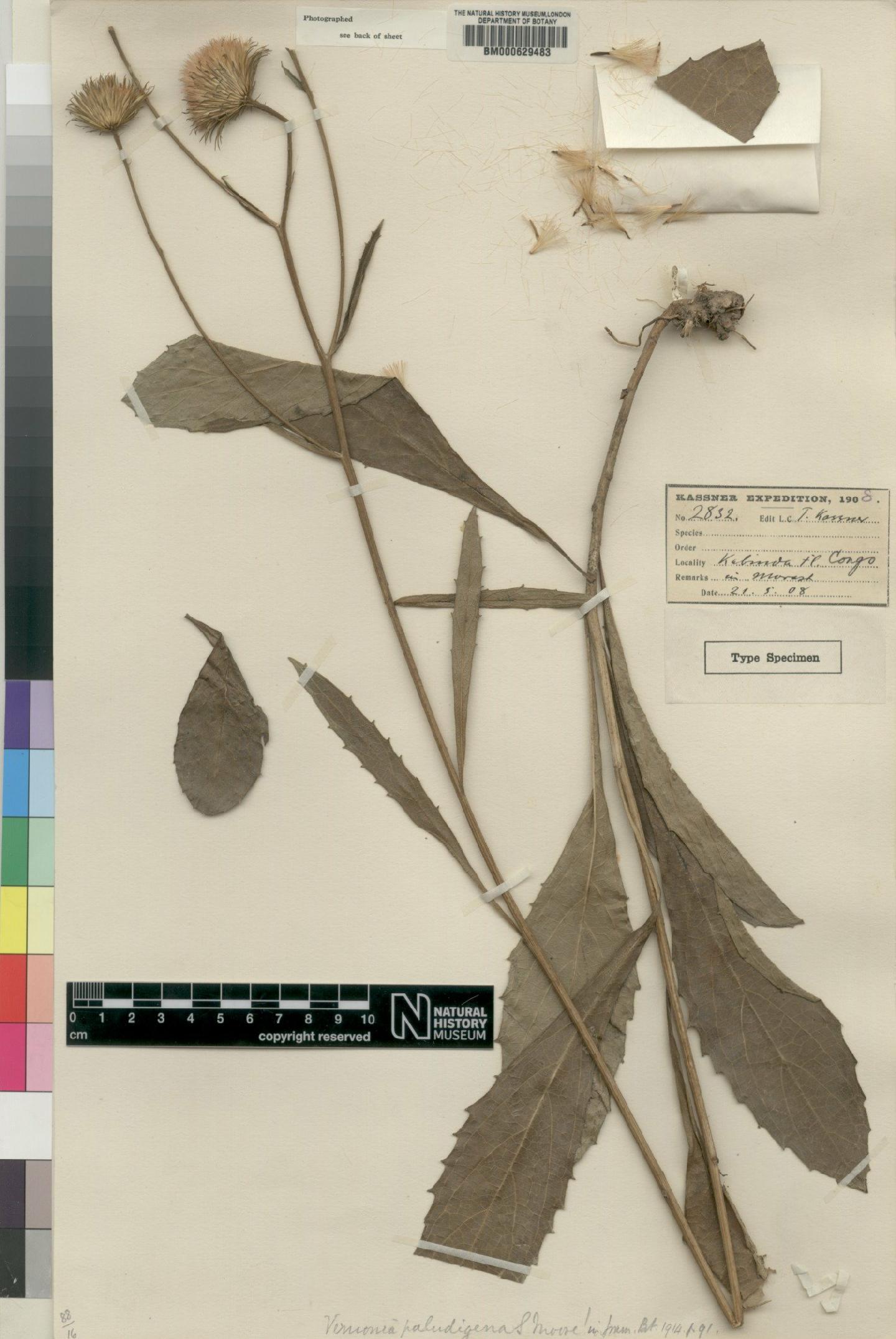 To NHMUK collection (Vernonia superba O.Hoffm.; Type; NHMUK:ecatalogue:4528640)