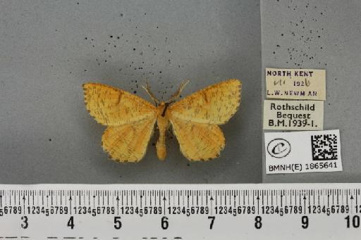 Angerona prunaria ab. diluta Williams, 1947 - BMNHE_1865641_430894