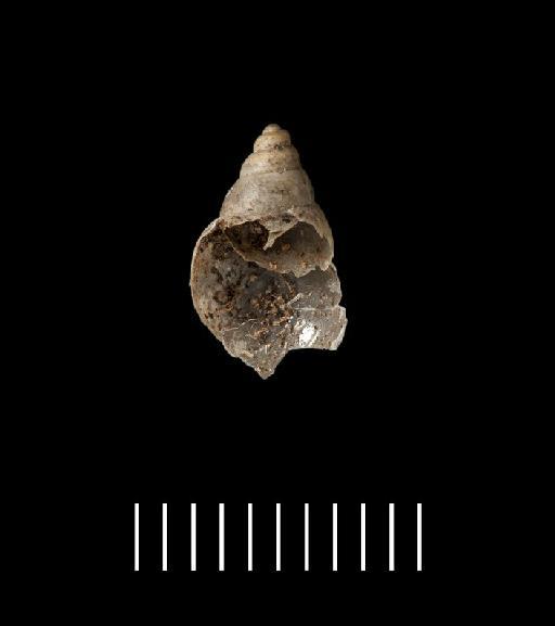 Bulimus fourmiersi A.D.Orb., 1837 - 1854.12.4.210, LECTOTYPE, Bulimus fourmiersi A.D.Orb., 1837