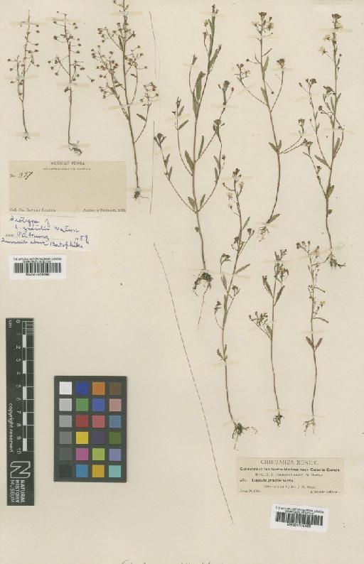 Lopezia gracilis Watson - BM001008390