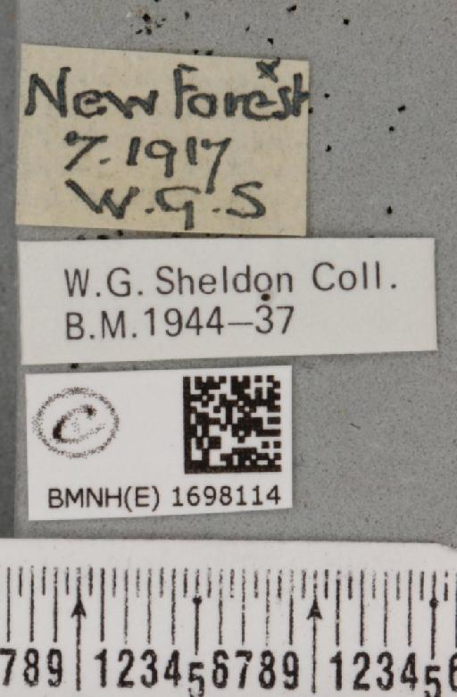 Nycteola revayana ab. fasciata Sheldon, 1919 - BMNHE_1698114_label_295127