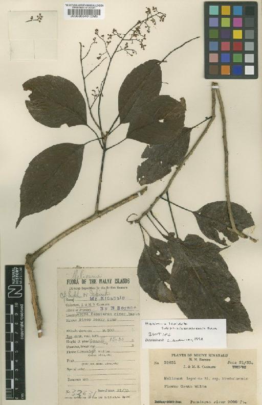 Meliosma lepidota Blume - BM000565540