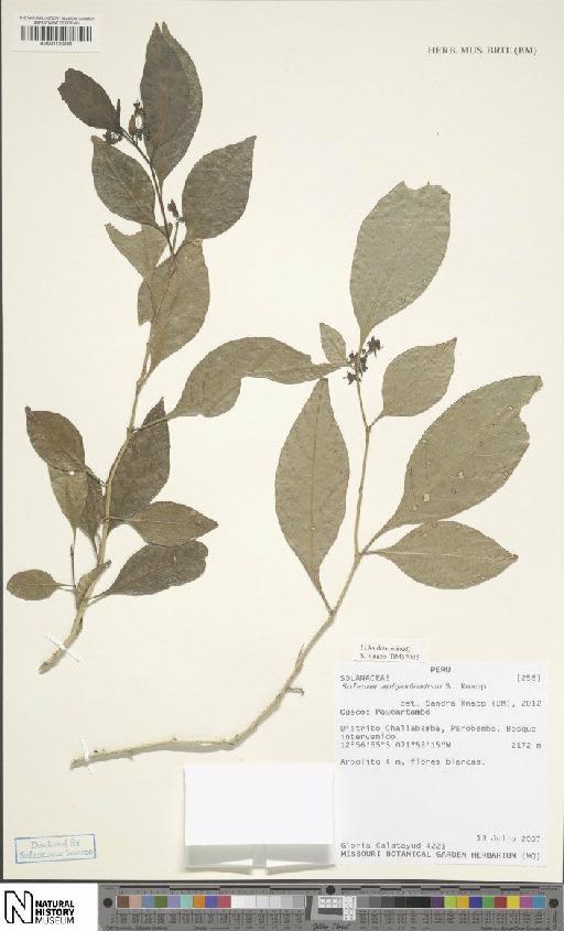 Solanum aphyodendron S.Knapp - BM001120269
