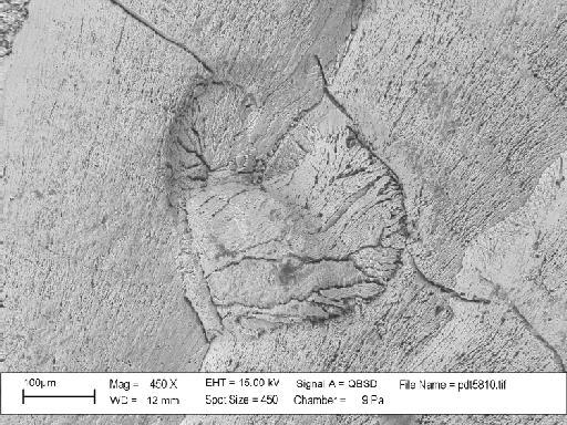 Hederella thedfordensis Bassler, 1939 - PI D 30066 – Hederella thedfordensis