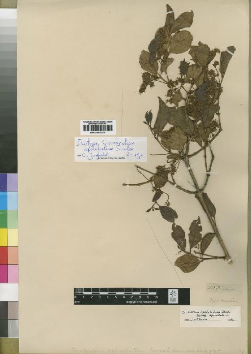 Combretum apiculatum Sond - BM000902276