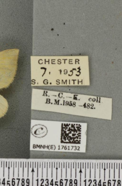 Gandaritis pyraliata ab. obsoleta Lempke, 1949 - BMNHE_1761732_label_345348