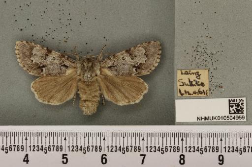 Acronicta menyanthidis scotica (Tutt, 1891) - NHMUK_010504959_562324