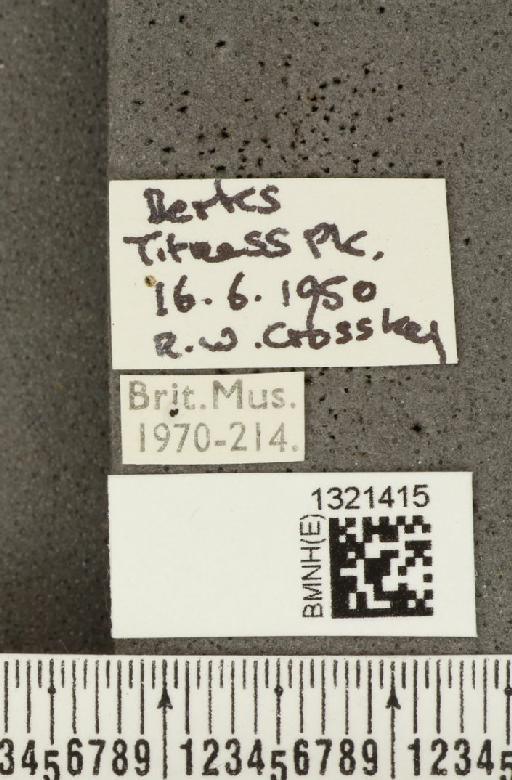 Crioceris (Crioceris) asparagi (Linnaeus, 1758) - BMNHE_1321415_label_11473