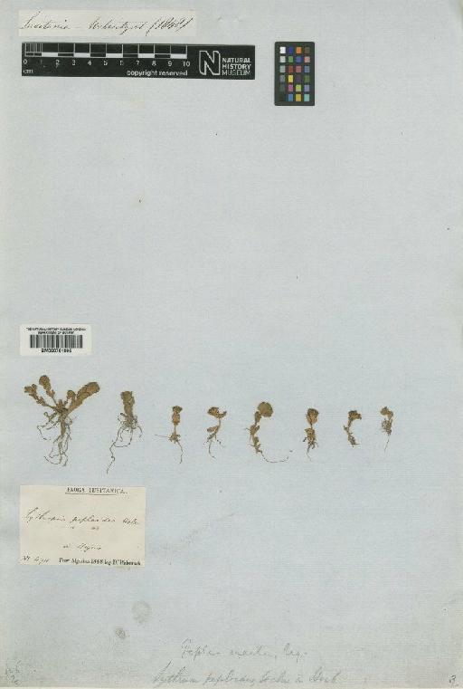 Lythrum borysthenicum (Schrank) Litv - BM000751895