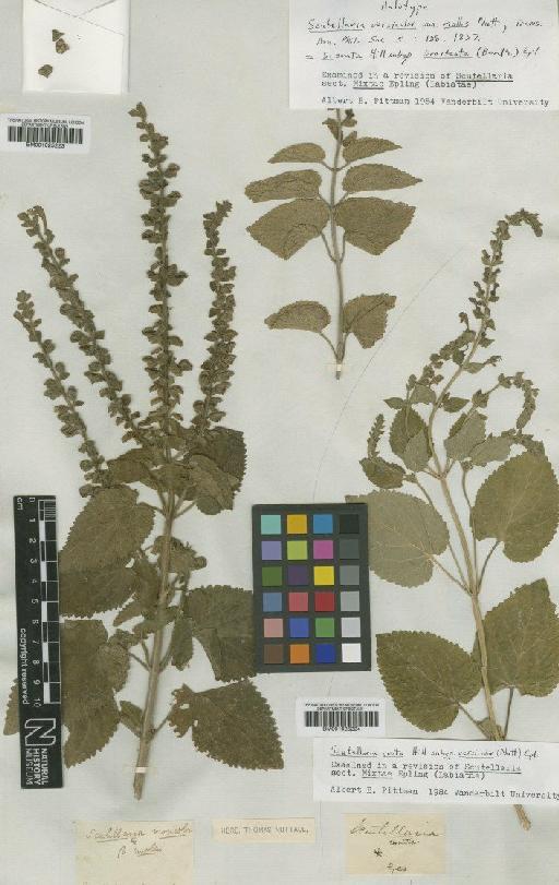 Scutellaria ovata var. bracteata (Benth.) S.F.Blake - BM001025223