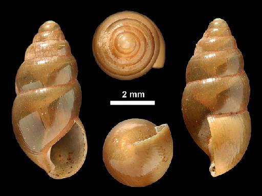 Glessula paupercula nana Bedd., 1906 - 1912.4.16.797, LECTOTYPE, Glessula paupercula nana Beddome, 1906