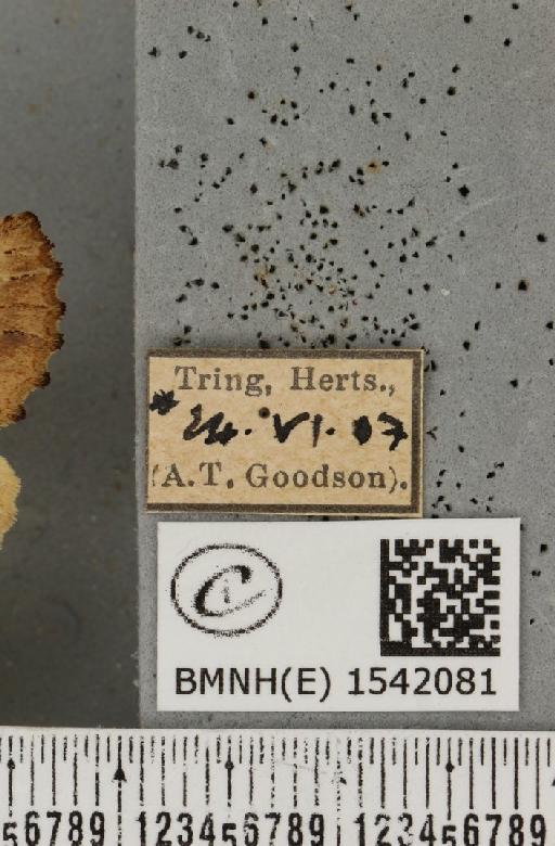 Ptilodon capucina (Linnaeus, 1758) - BMNHE_1542081_label_247685