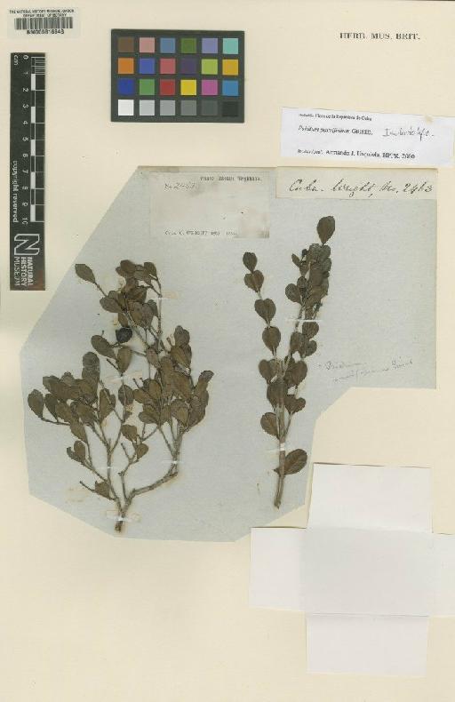 Psidium parvifolium Griseb. - BM000616948