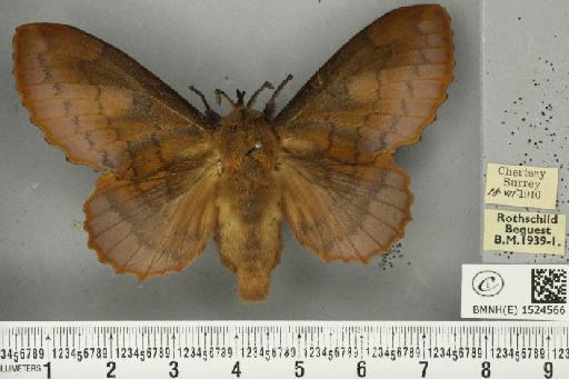 Gastropacha quercifolia (Linnaeus, 1758) - BMNHE_1524566_198658