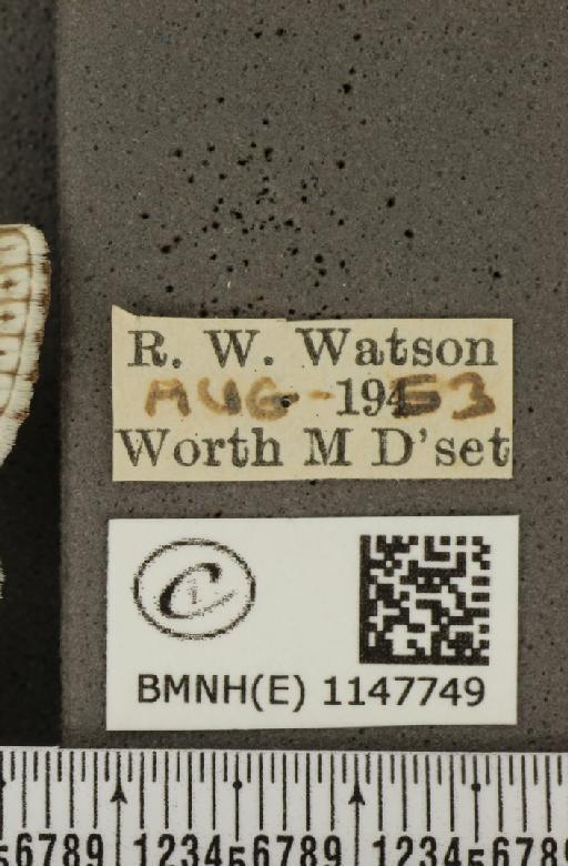 Lysandra coridon ab. postlunulata Bright & Leeds, 1938 - BMNHE_1147749_label_101207