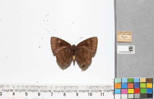 Rapala sp. infrasubspecies chondong Cowan, 1956 - NHMUK010429910_2_Rapala_sp