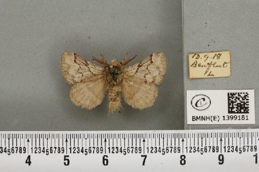 Trichiura crataegi (Linnaeus, 1758) - BMNHE_1399181_189560