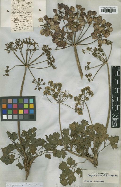 Lomatium lucidum (Nutt. ex Torr. & A.Gray) Jeps. - BM001042932