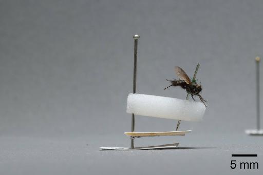 Sarcophaga (Myorhina) nigriventris Meigen, 1826 - 015092165_lateral