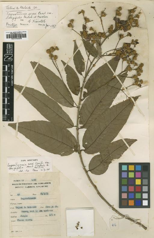 Lagerstroemia noei var. longifolia Furtado - BM000944578