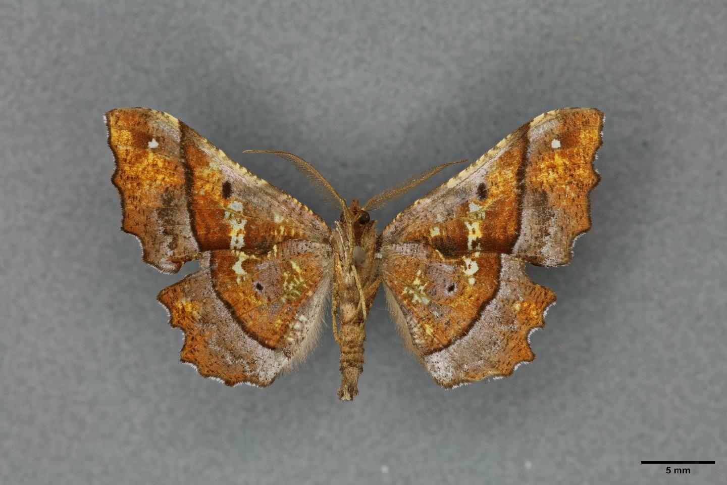 Gonodontis aethocrypta