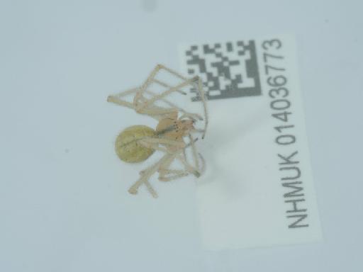 Enoplognatha ovata (Clerck, 1757) - 014036773_4