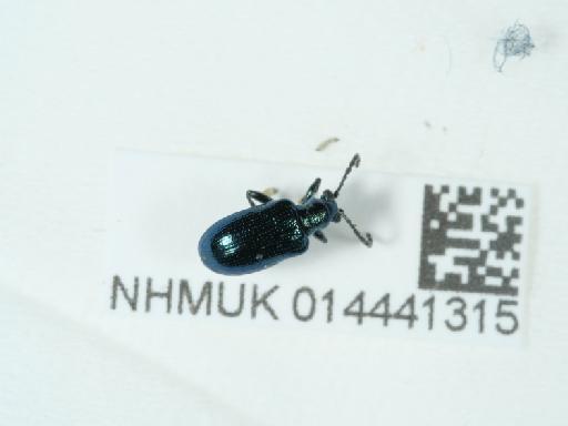 Lema (Lema) cyanella (Linnaeus, 1758) - 014441315_2