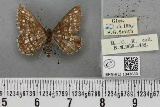 Chiasmia clathrata clathrata (Linnaeus, 1758) - BMNHE_1843630_423947