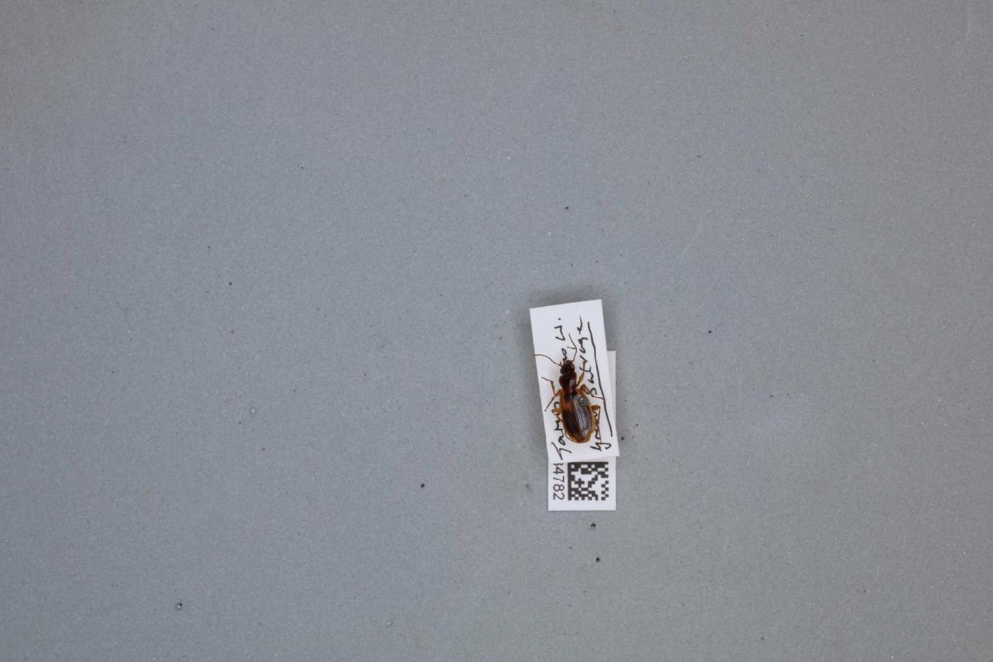 Cymindis paivana thumbnail