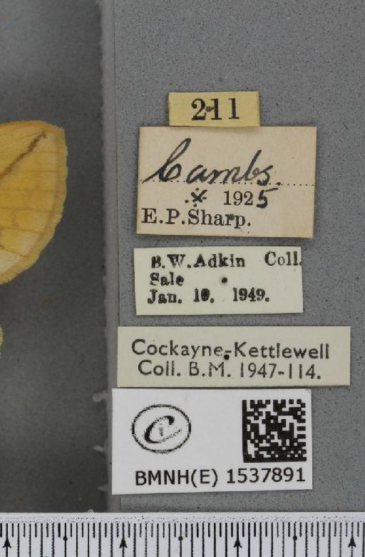 Euthrix potatoria ab. inversa Caradja, 1895 - BMNHE_1537891_label_198071