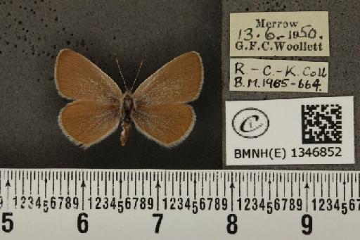 Cupido minimus ab. pallida Tutt, 1896 - BMNHE_1346852_150641