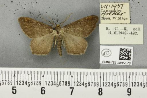 Macaria liturata ab. nigrofulvata Collins, 1905 - BMNHE_1845170_421865