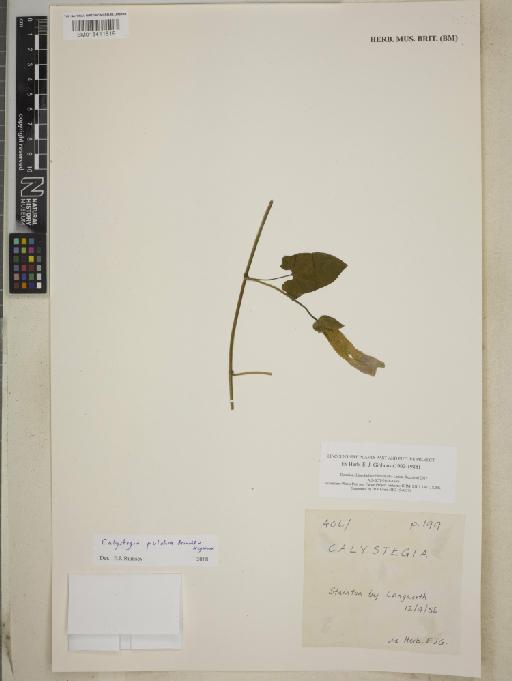 Calystegia pulchra Brummitt & Heywood - BM013411819